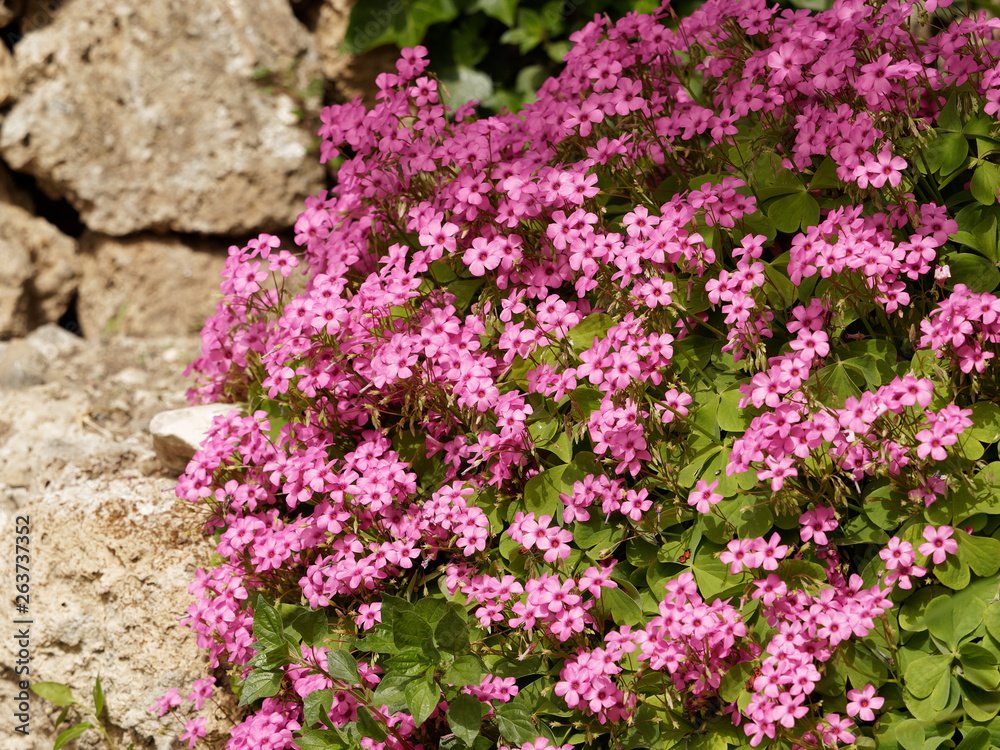 Oxalis rose